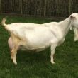 Maisy 67