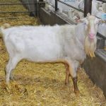 Bildthoekster Courage