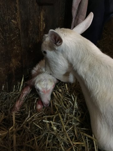 Maisy 92: één bok.