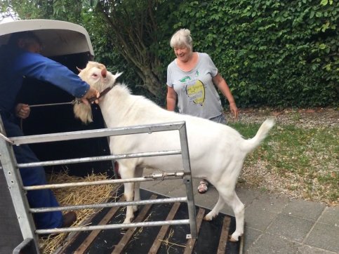 Bildthoekster Shaun even uit de stal