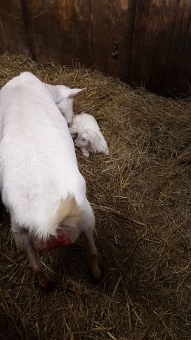 Maisy 99: één geitje
