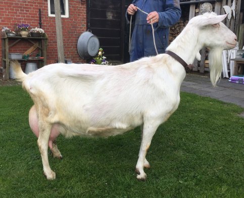 Maisy 67 is er niet meer